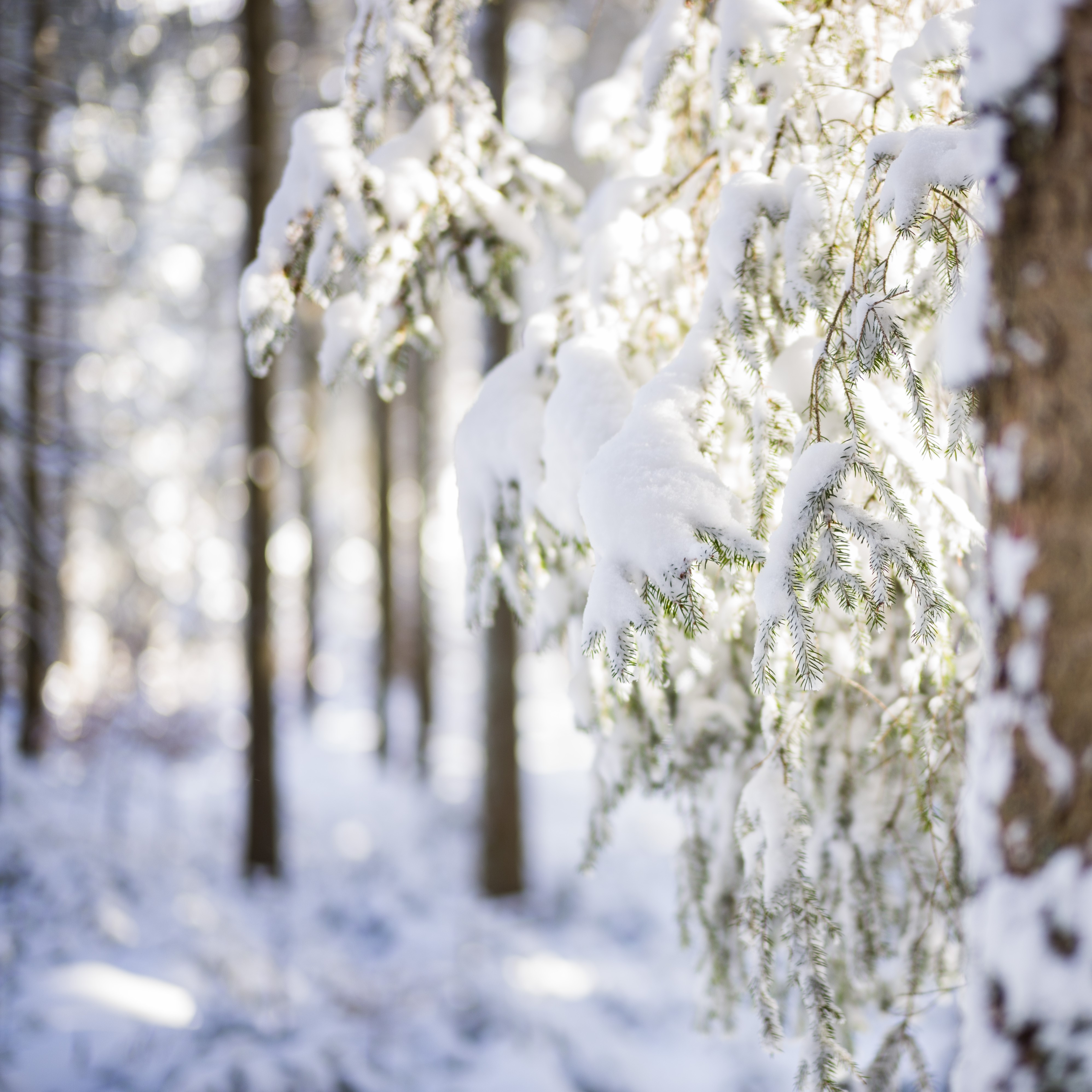 Wintertage. Sieben Nächte.