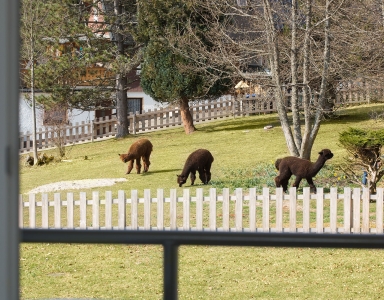 Blick nach draußen auf die Alpaka