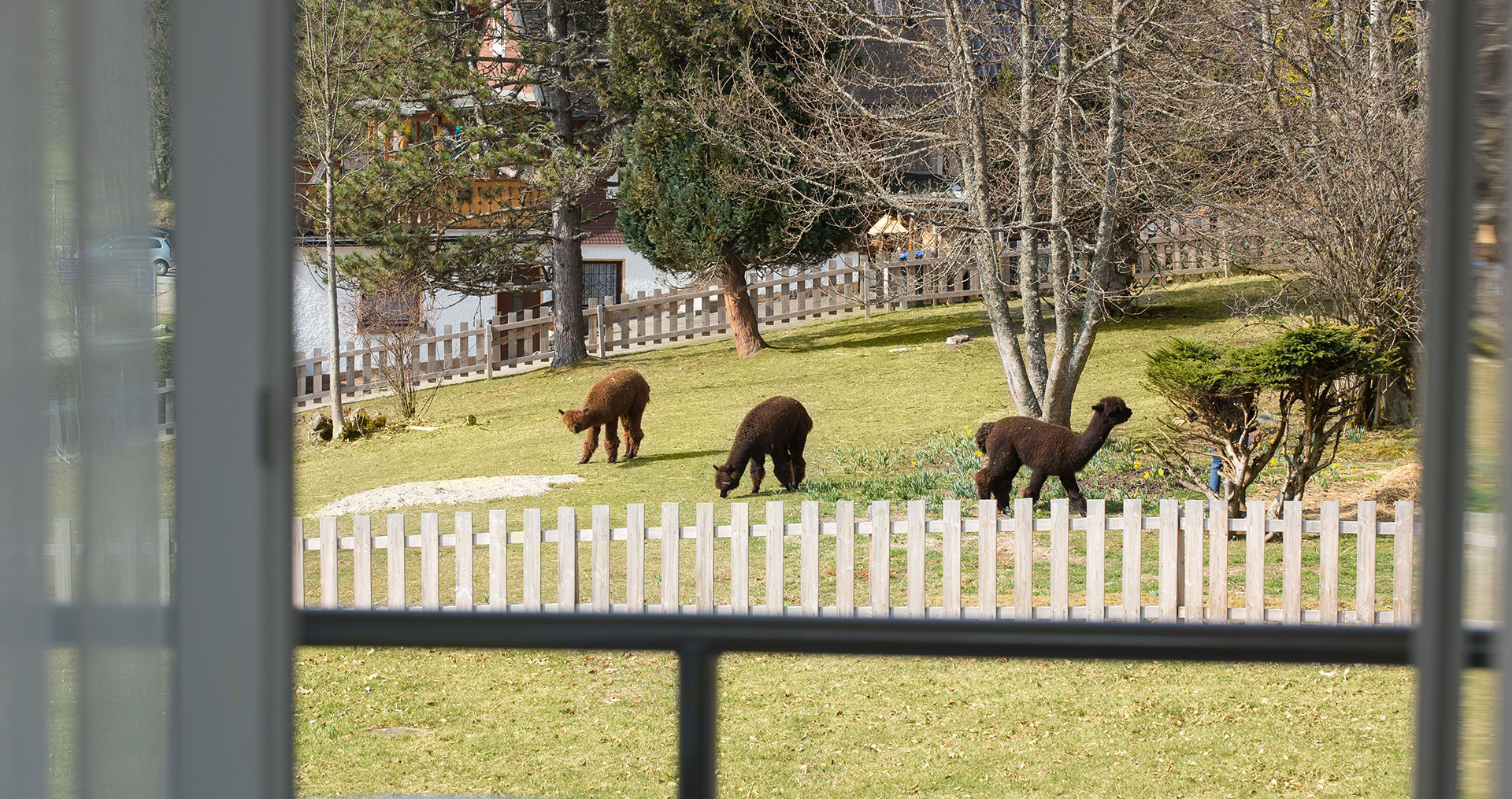Blick nach draußen auf die Alpaka